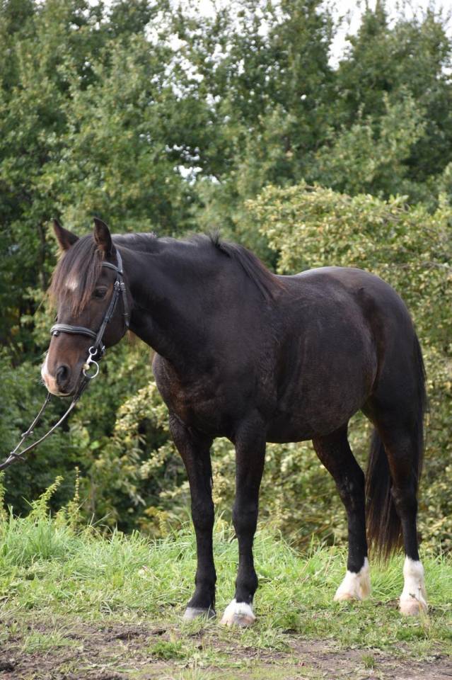 Super poney à vendre