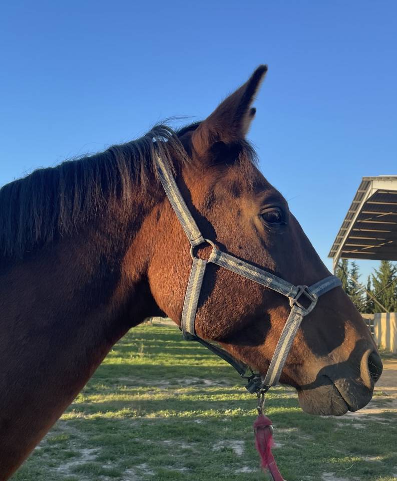 VENDS JUMENT SF 14 ANS 