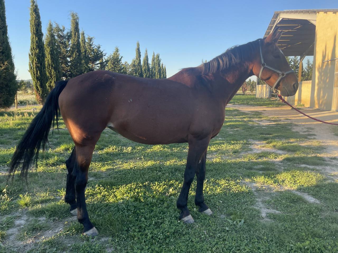 VENDS JUMENT SF 14 ANS 