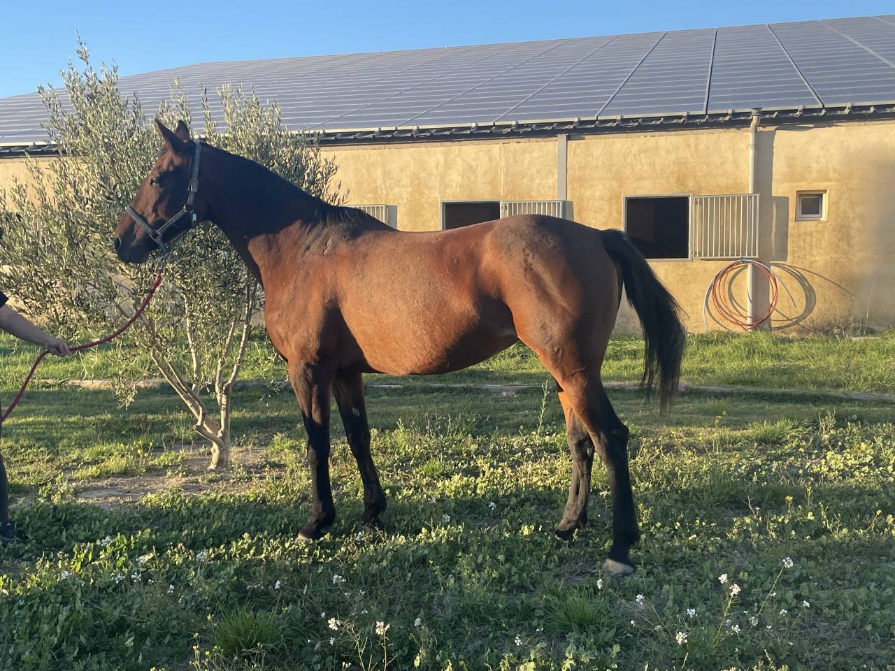 VENDS JUMENT SF 14 ANS 