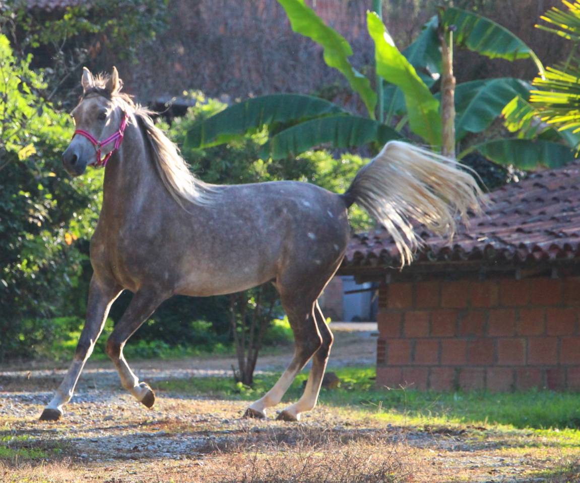 Magnifique pur sang arabe hongre 3 ans