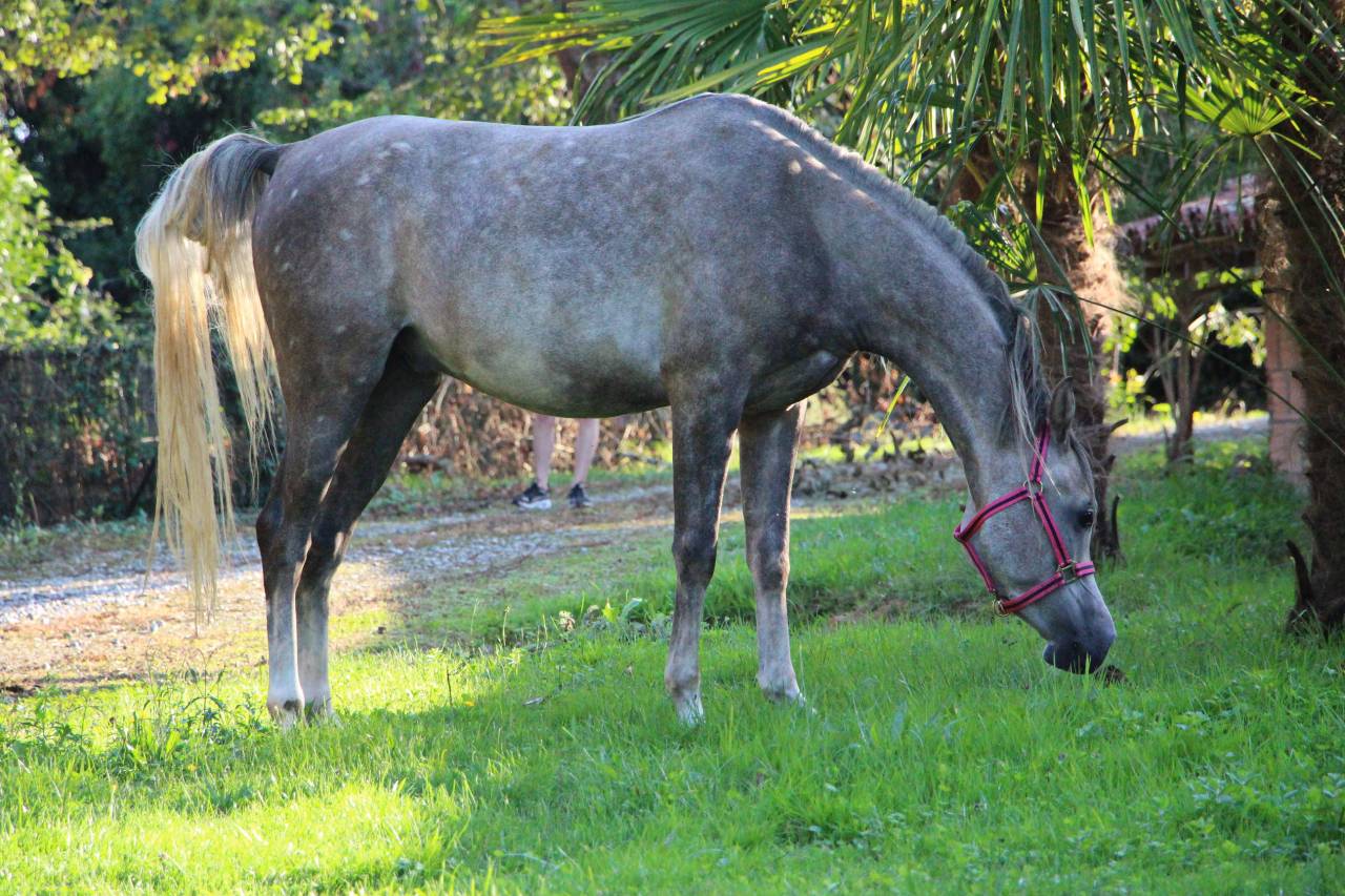Magnifique pur sang arabe hongre 3 ans