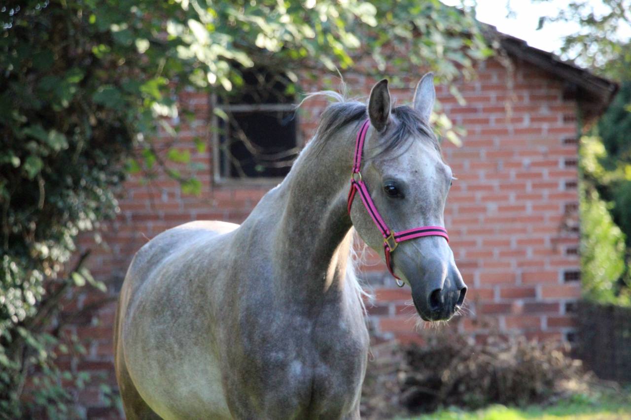 Magnifique pur sang arabe hongre 3 ans