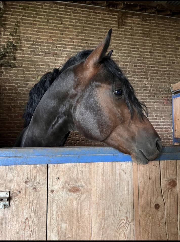 Entier connemara de 4 ans