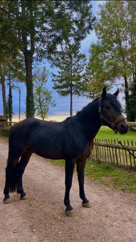 Entier connemara de 4 ans