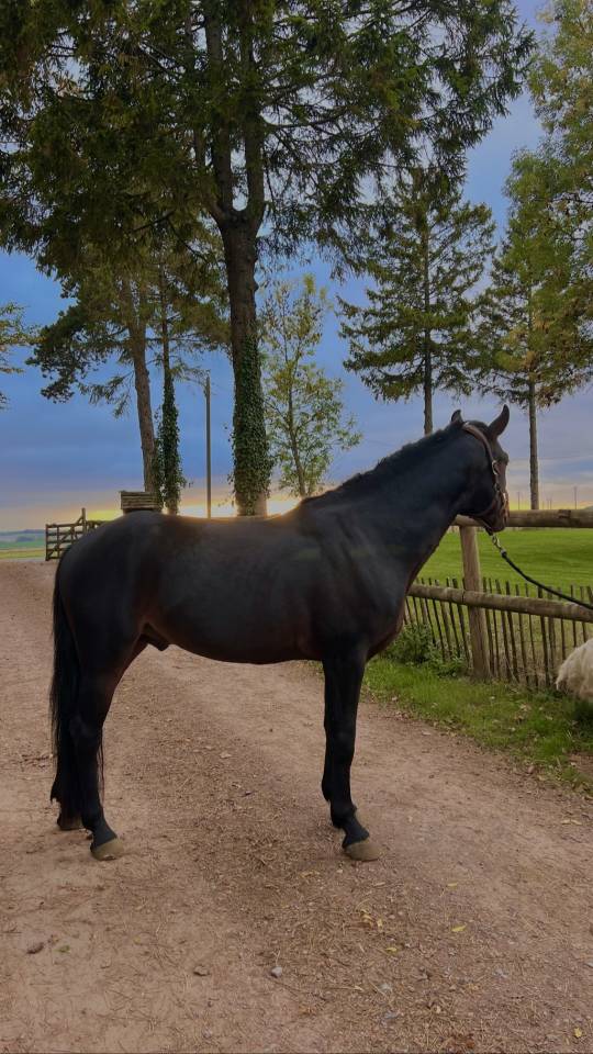 Entier connemara de 4 ans