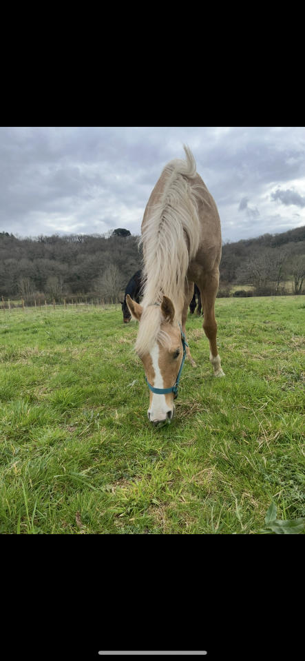 Jument Quarter x pur sang ( OC) palomino 