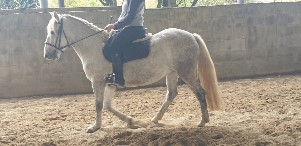 JUMENT CAMARGUE PP 4 ANS ET DEMI