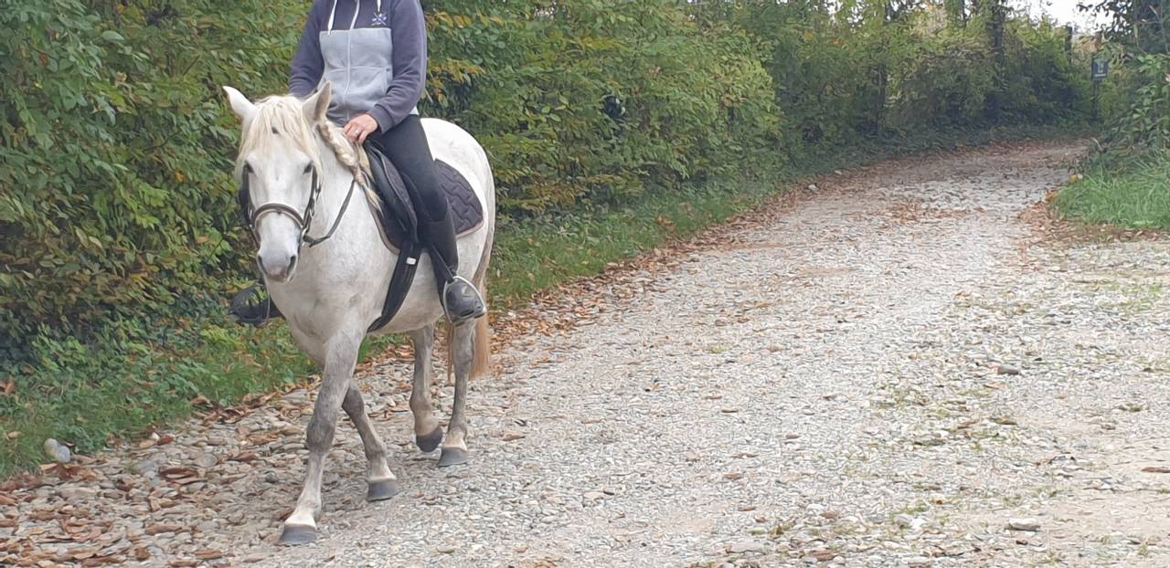 JUMENT CAMARGUE PP 4 ANS ET DEMI