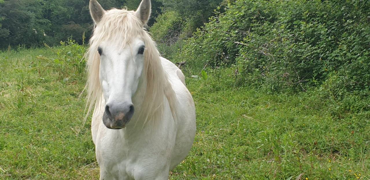 JUMENT CAMARGUE PP 5 ANS