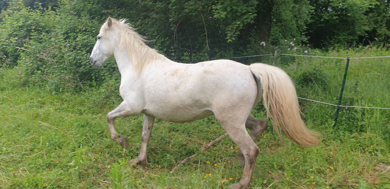 JUMENT CAMARGUE PP 5 ANS