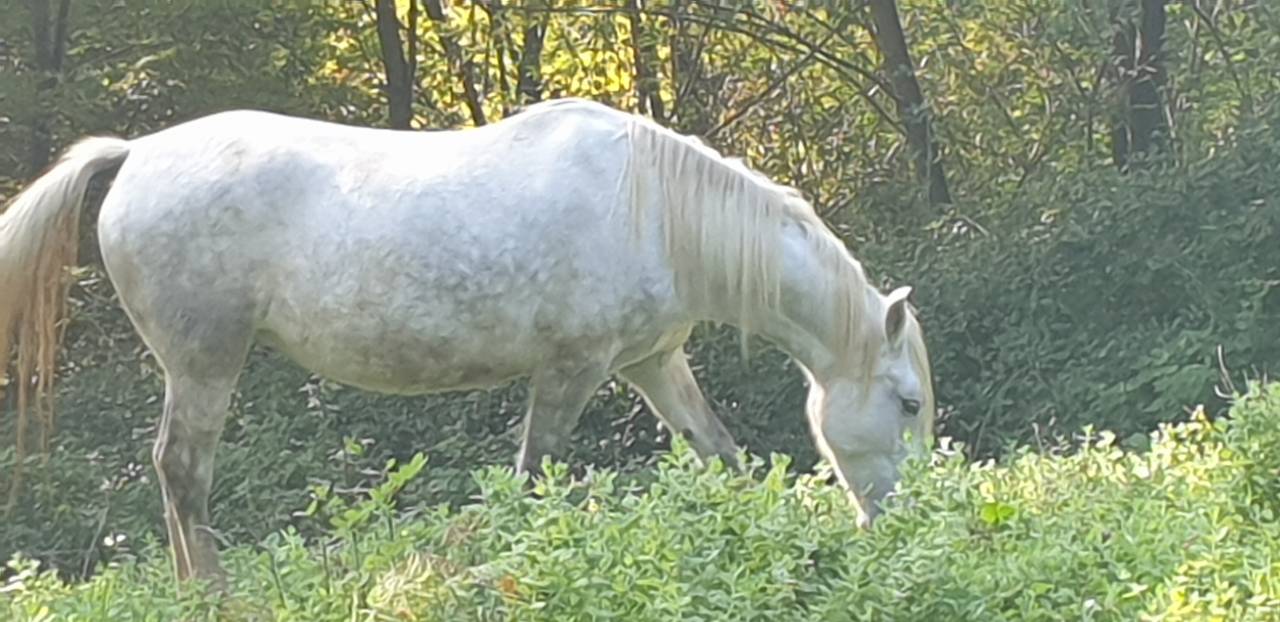 JUMENT CAMARGUE PP 4 ANS ET DEMI