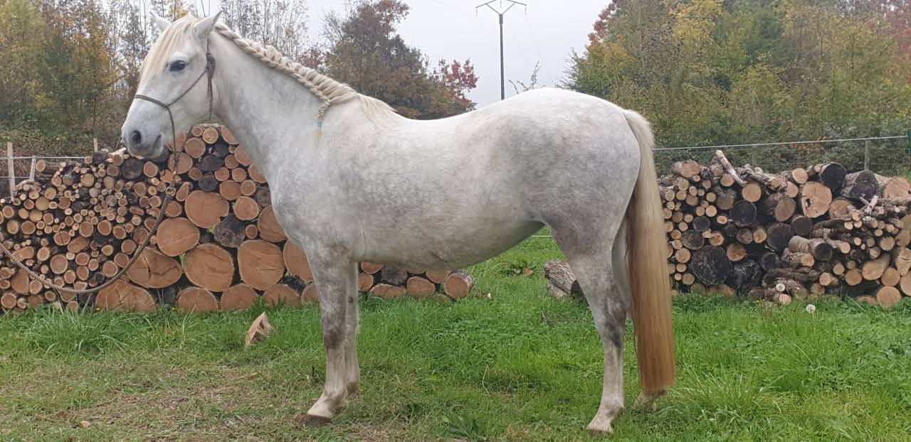 JUMENT CAMARGUE PP 4 ANS ET DEMI