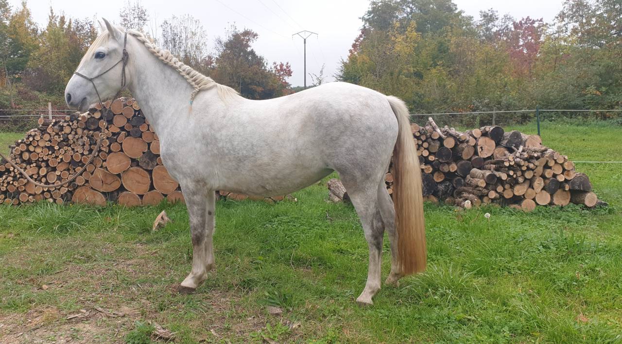 JUMENT CAMARGUE PP 4 ANS ET DEMI