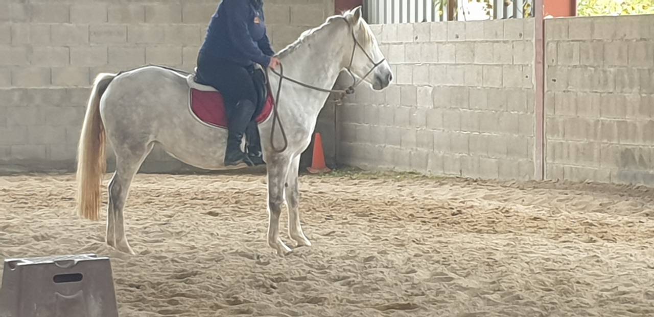 JUMENT CAMARGUE PP 4 ANS ET DEMI