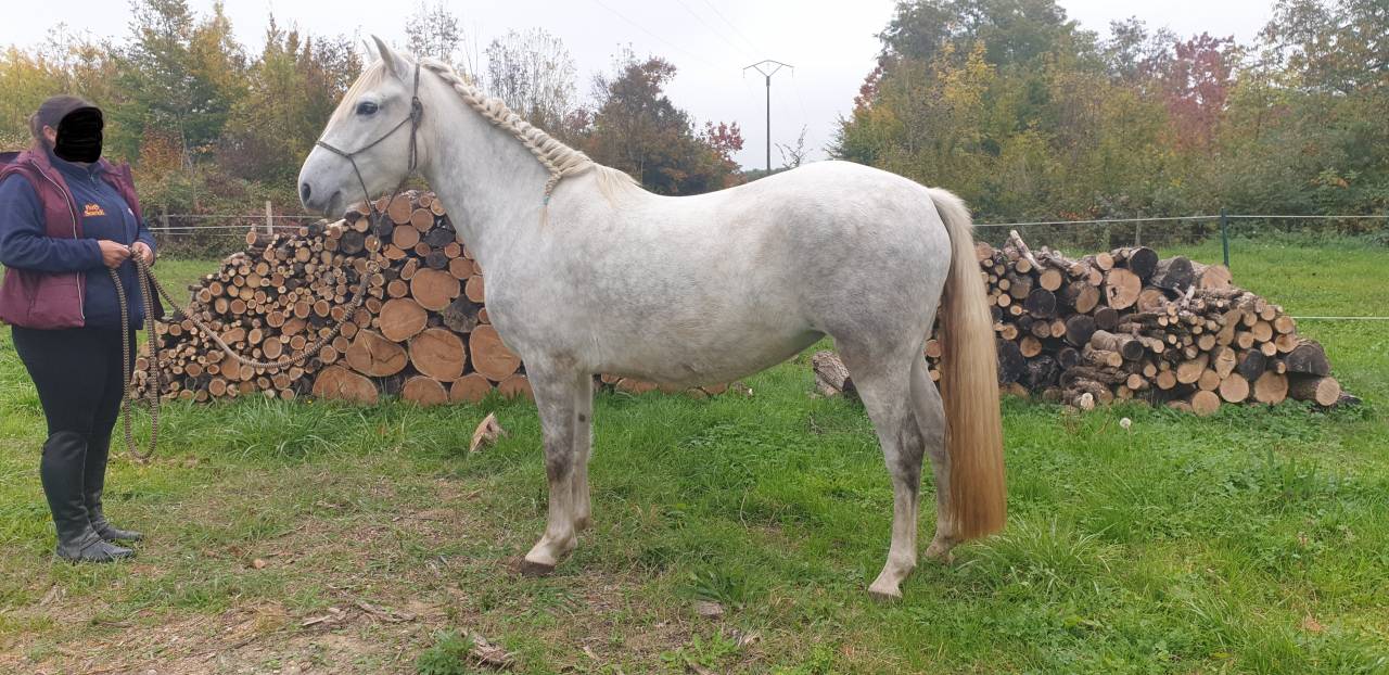 JUMENT CAMARGUE PP 4 ANS ET DEMI