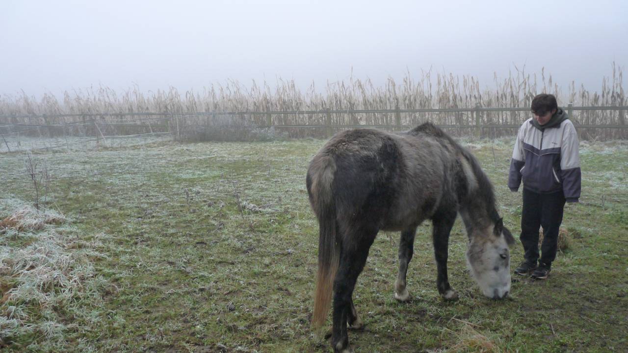 Hope, crois&eacute;e Welsh Connemara