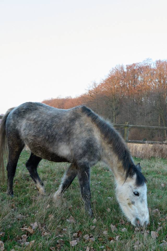 Hope, crois&eacute;e Welsh Connemara