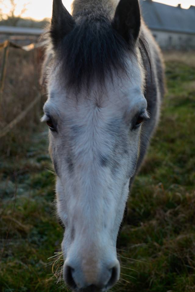 Hope, crois&eacute;e Welsh Connemara