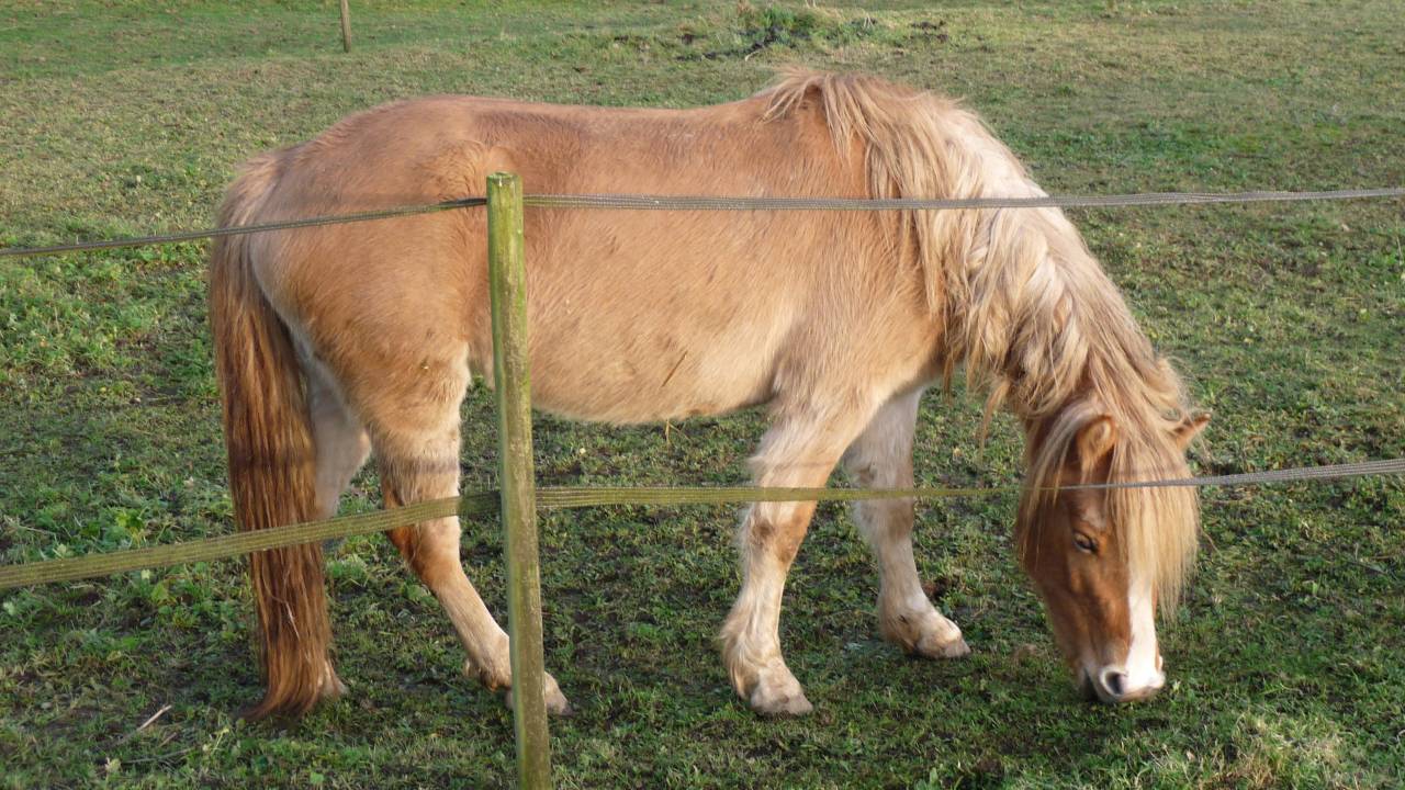 Iphi, ponette Haflinger