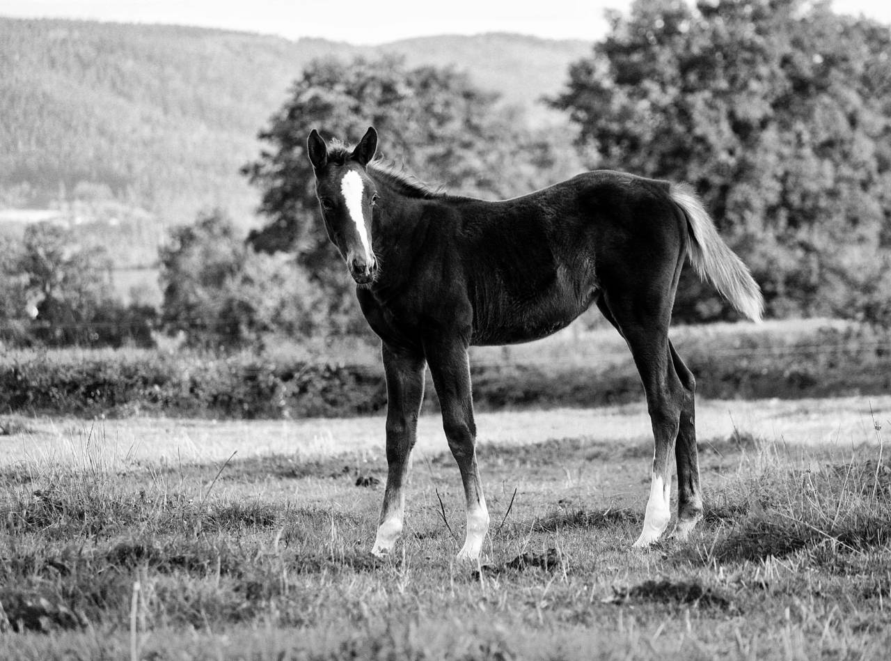 Pouliche Selle Français Originel