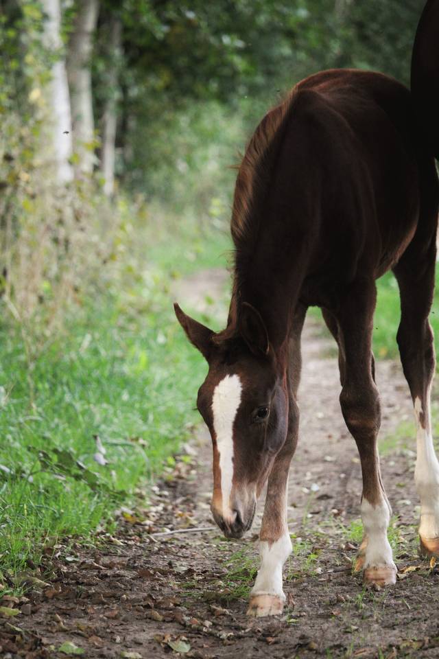 Pouliche Selle Français Originel