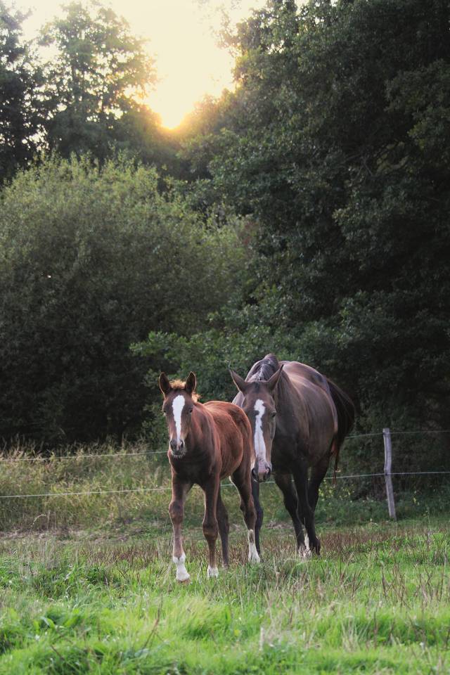 Pouliche Selle Français Originel
