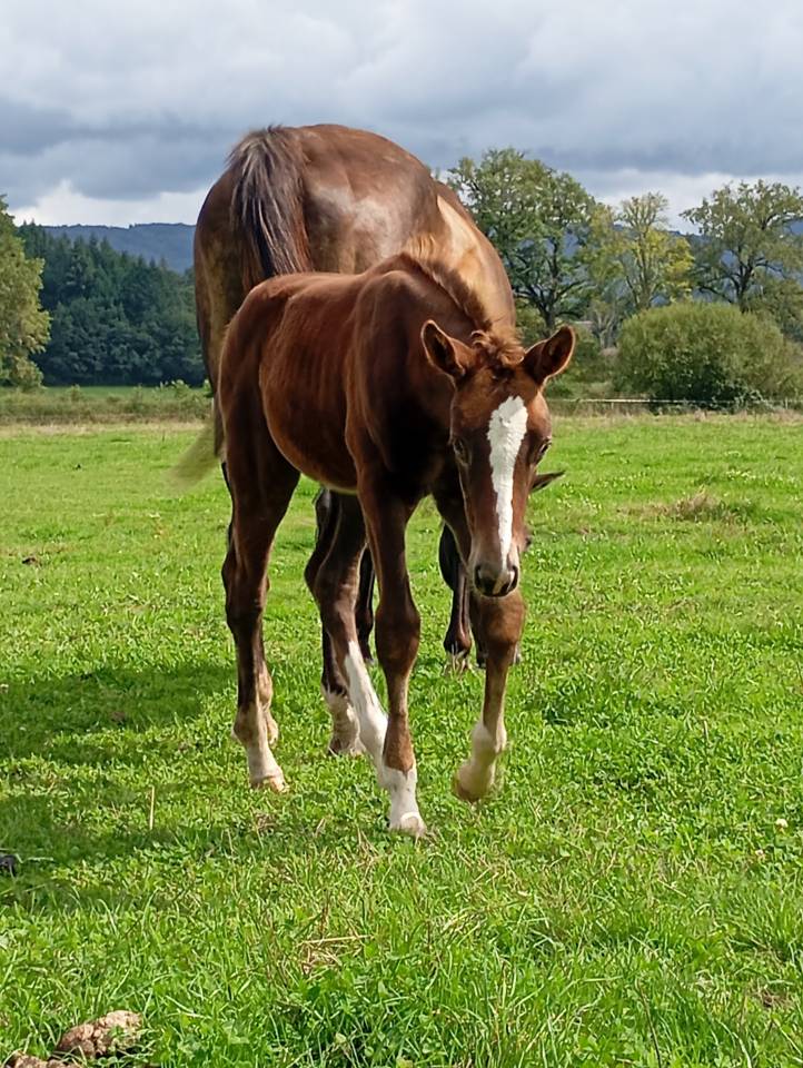 Pouliche Selle Français Originel