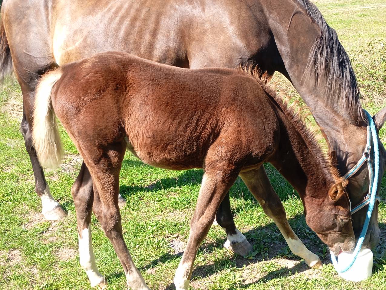 Pouliche Selle Français Originel