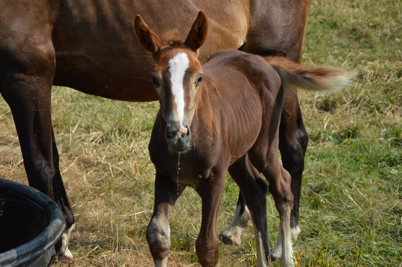 Pouliche Selle Français Originel