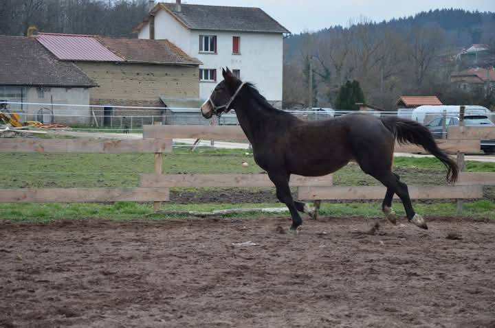 Pouliche Selle Français Originel