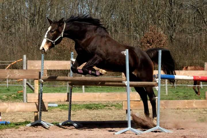 Pouliche Selle Français Originel