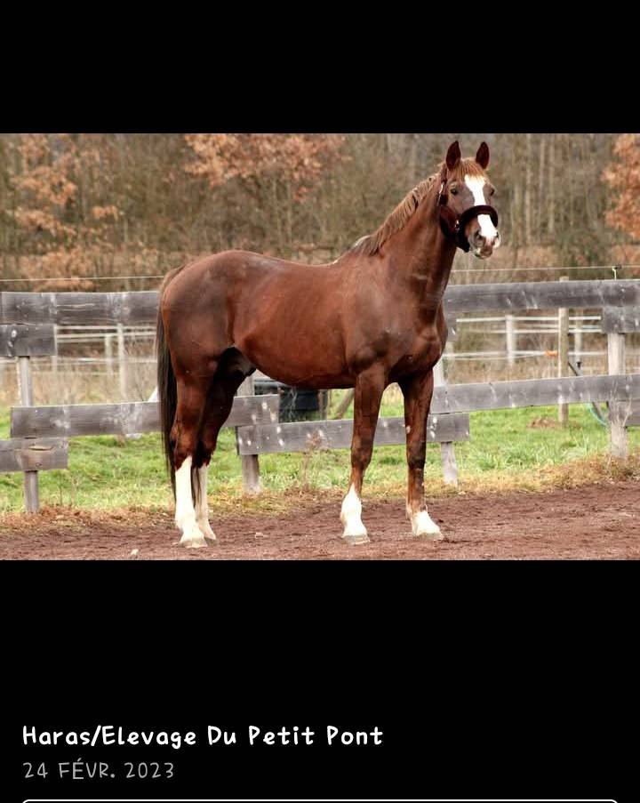 Pouliche Selle Français Originel