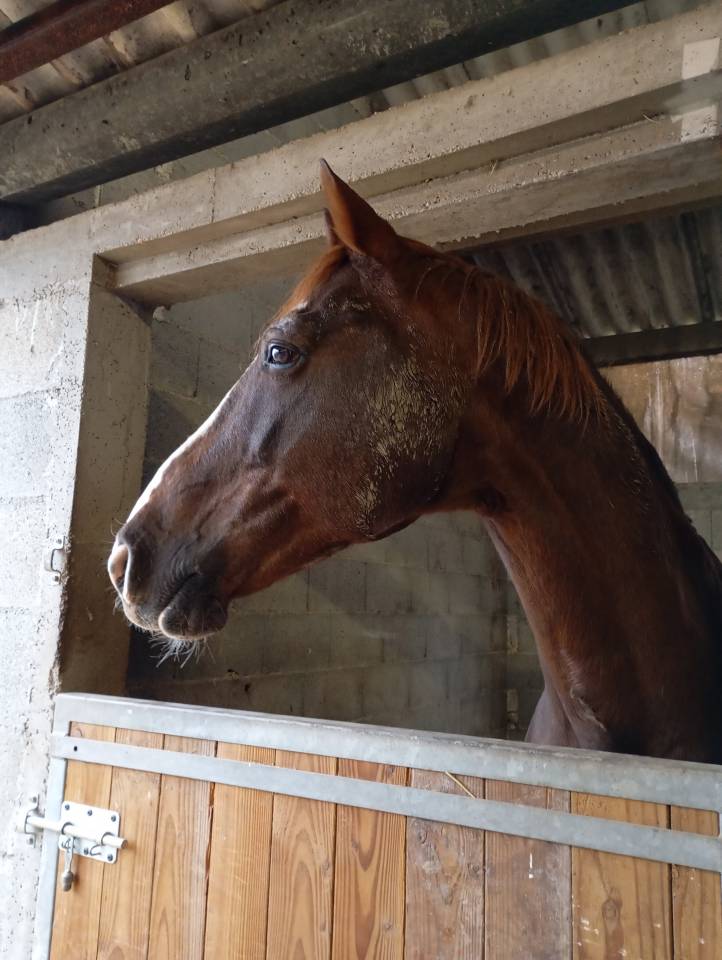 Pouliche Selle Français Originel