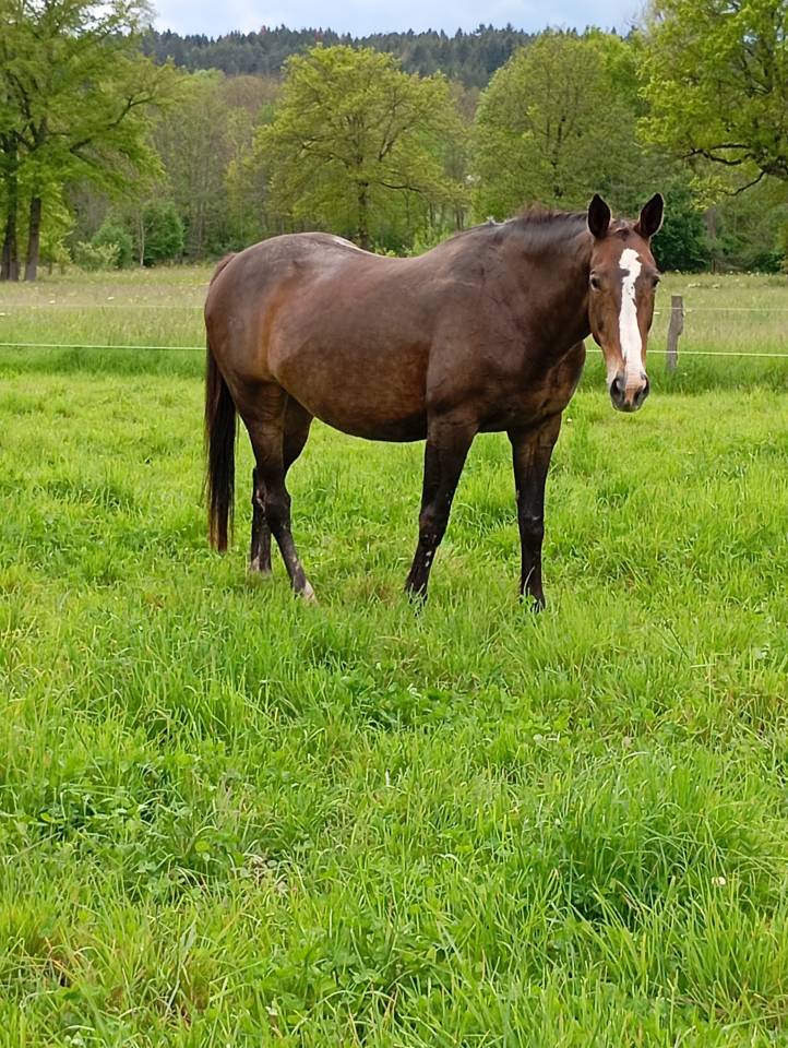 Pouliche Selle Français Originel