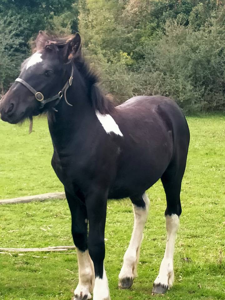 pretty'girl pouliche gypsian