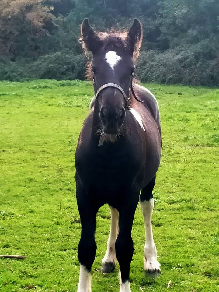 pretty'girl pouliche gypsian
