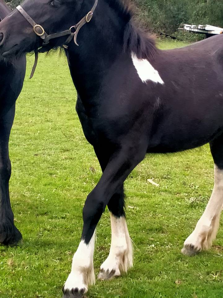 pretty'girl pouliche gypsian