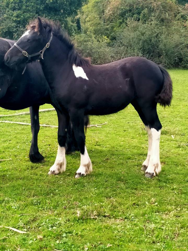 pretty'girl pouliche gypsian