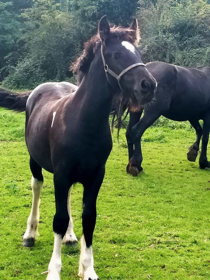 pretty'girl pouliche gypsian