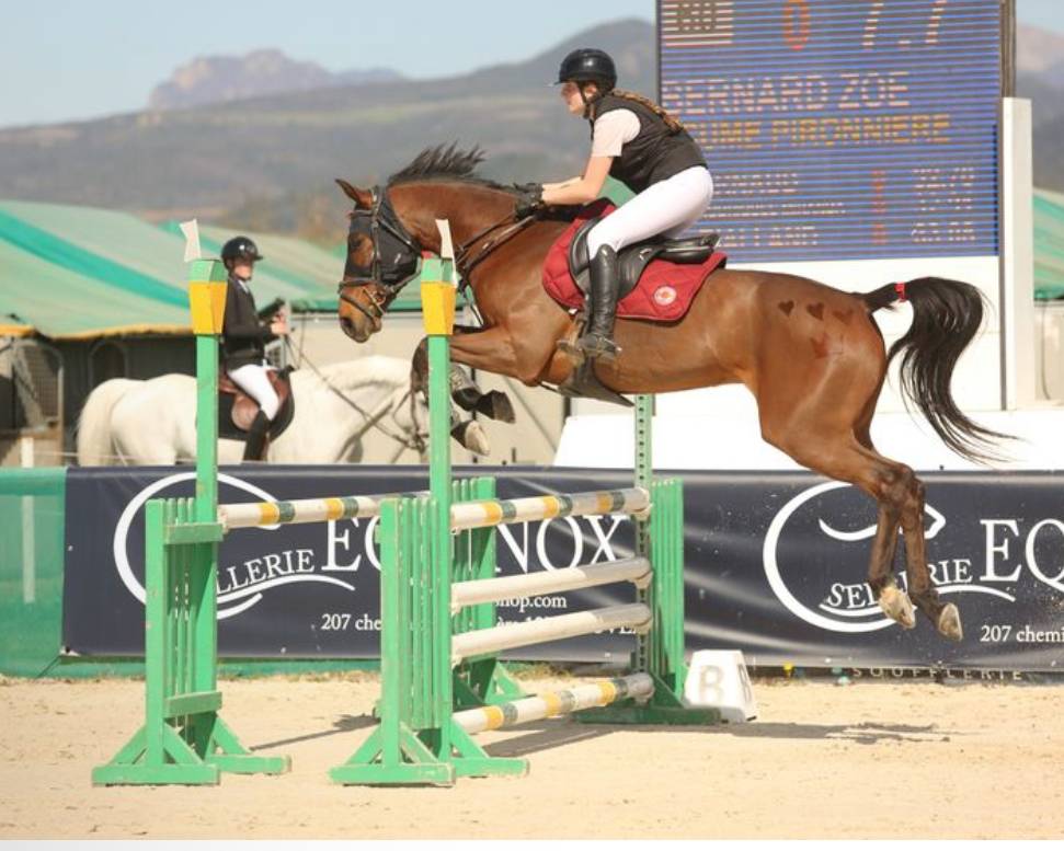 TOP CHEVAL A VENDRE 