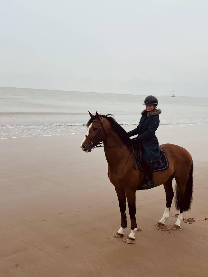 Magnifique étalon de 14 ans BW maître d’école