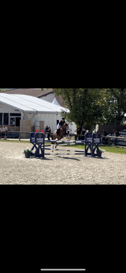 Magnifique étalon de 14 ans BW maître d’école