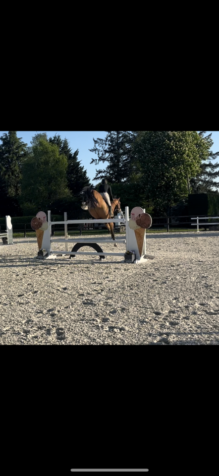 Magnifique étalon de 14 ans BW maître d’école