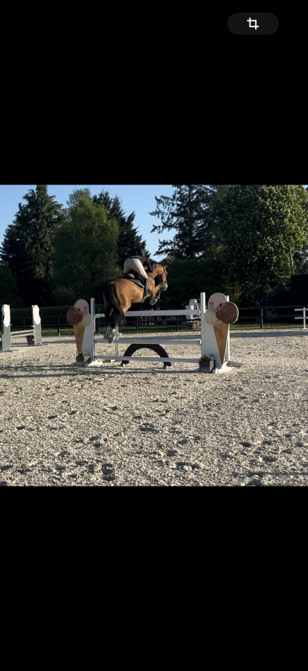 Magnifique étalon de 14 ans BW maître d’école