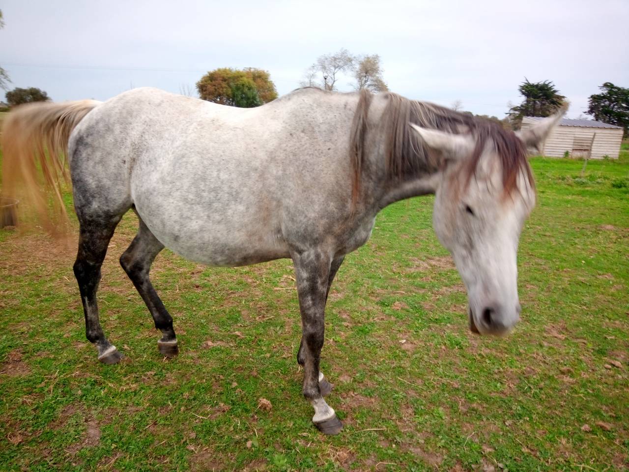 Jument-poulinière ps