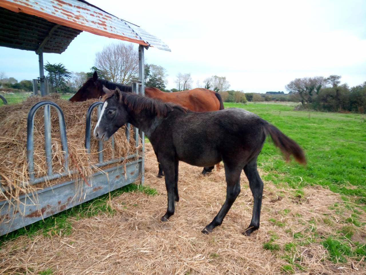 Jument-poulinière ps
