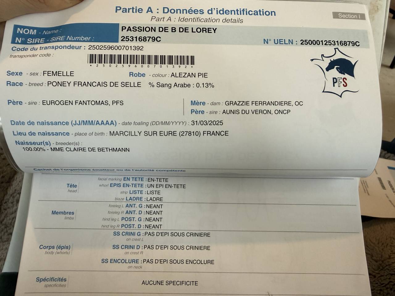 Pouliche PFS pie alezan