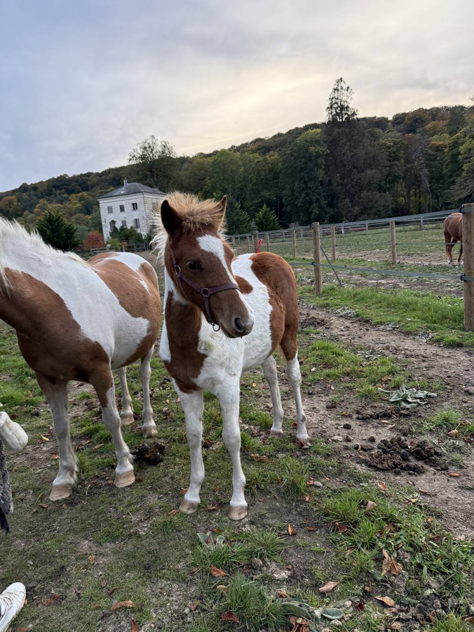 Pouliche PFS pie alezan