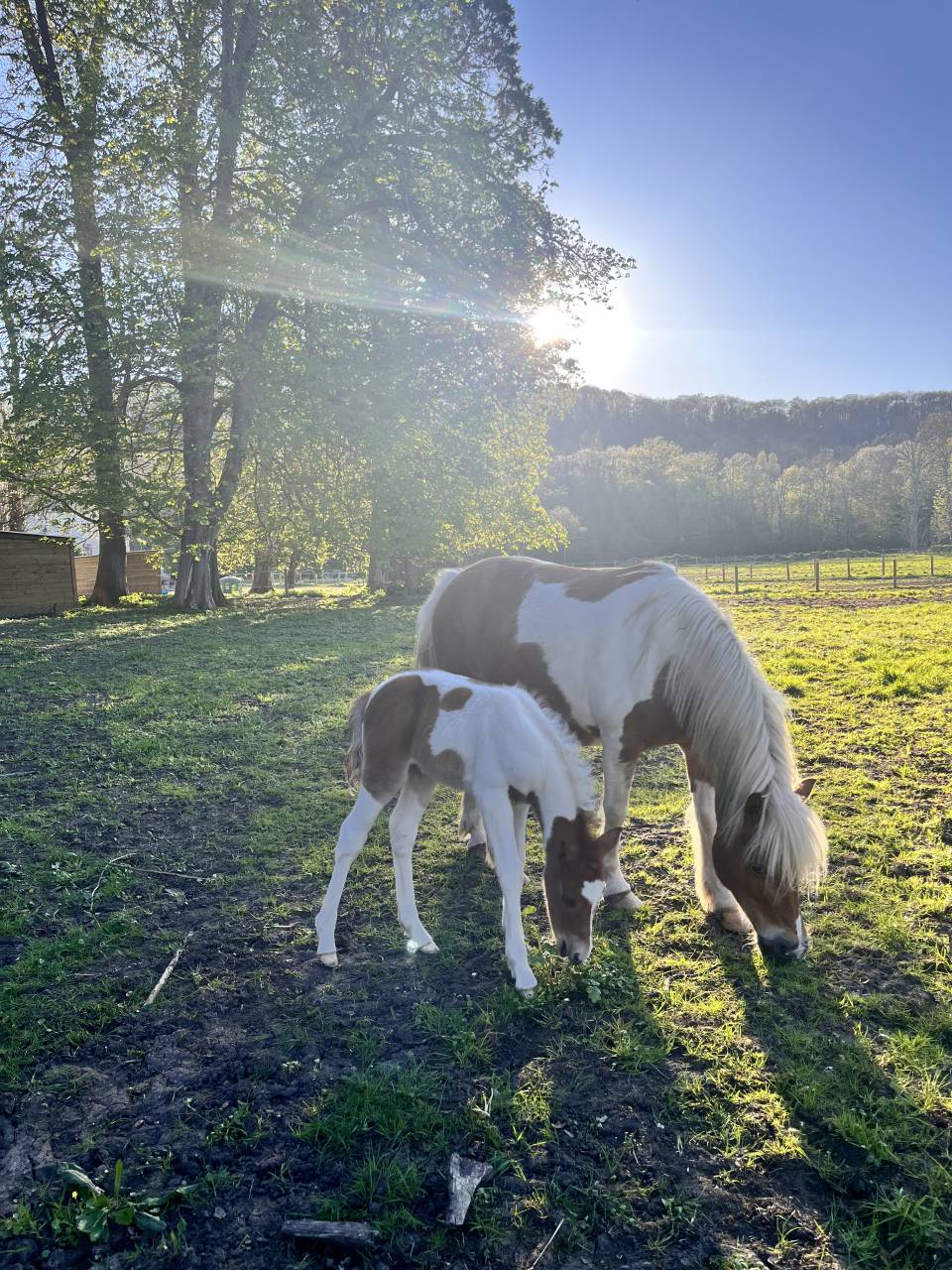 Pouliche PFS pie alezan